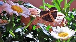 瑪格麗特,花,廠