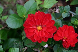 花,紅色,激情