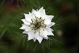 茴香花,白,尊重