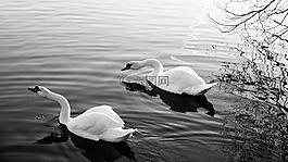 天鵝,鳥,水