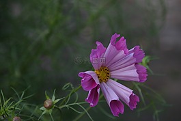 宇宙花,粉红色,实力