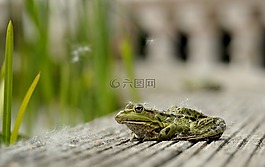 青蛙,坐,動(dòng)物