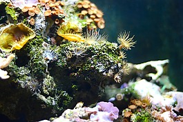 珊瑚,海,水下