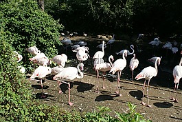 火烈鳥(niǎo),自然,動(dòng)物園