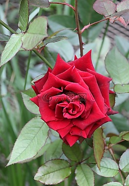 玫瑰,紅色,花