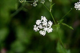 牛歐芹,峨,潔白的花朵
