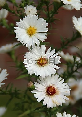 花,開花,性質(zhì)
