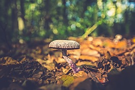 蘑菇,秋季,性質(zhì)