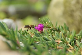 蜜蜂,昆蟲,開花