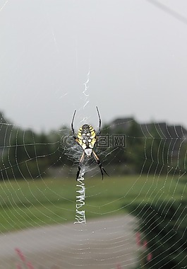 蜘蛛,花園,web