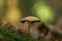 蘑菇,秋季,性質(zhì)
