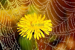 蒲公英,花,開花