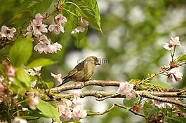 金翅雀,芬克,鳥