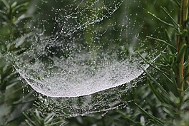web,蜘蛛,花園