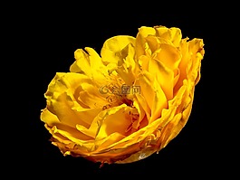 開花,花,梅花
