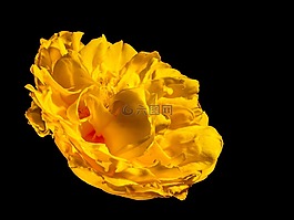 開(kāi)花,花,梅花