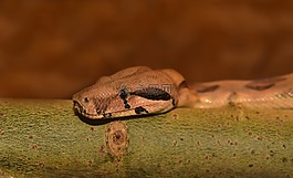 蛇,boa,頭