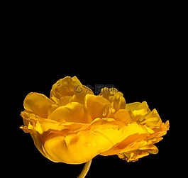 開花,花,梅花