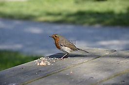 知更鳥(niǎo),redbreast,自然