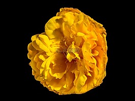開花,花,梅花