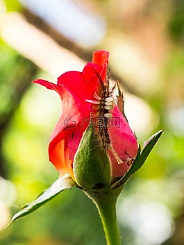 玫瑰,花,開花