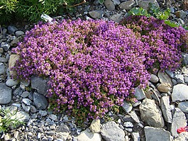 麝香草,厂,鲜花