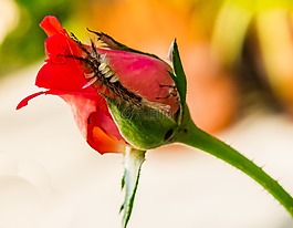 玫瑰,花,開花