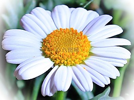 瑪格麗特,花,開花