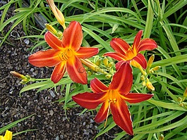 黃花菜,百合花,花