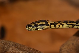 python,蛇,動物