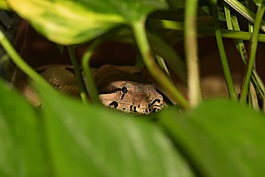 boa,蛇,頭