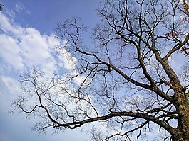 樹,天空,海灘