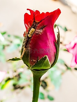 玫瑰,花,開花
