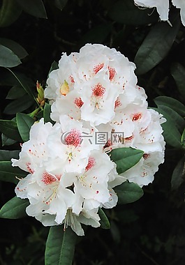 杜鵑,灌木,常綠