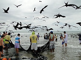 捕魚,海鷗,海