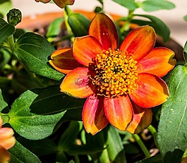 花,開花,紅色