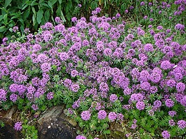 玫瑰bedstraw,花,粉紅色