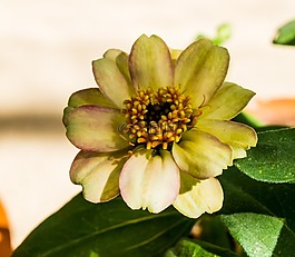 花,開花,白
