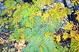 葉子,秋季,明亮