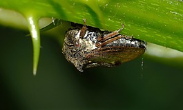 昆蟲,真正的錯誤,cicalide