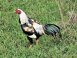 中國,公雞,動物