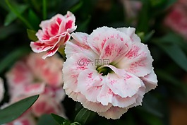 花,鮮花,白