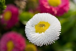 花,性質(zhì),黃色