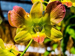 蘭花,花,開花
