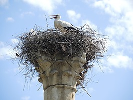 storchennest,鹳,摩洛哥