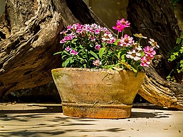 花碗,鲜花