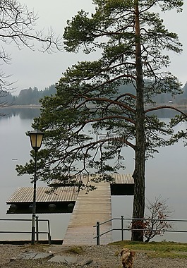湖,水域,樹