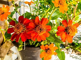 花盆,鮮花,紅色