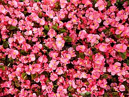 花,地毯,花地毯