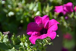 花,紫,愛情